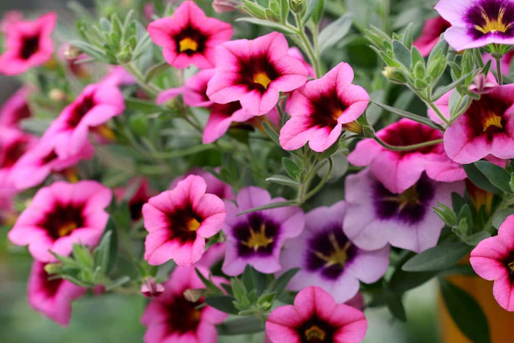 Million-bells - Zauberglöckchen - Calibrachoa