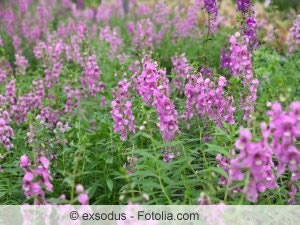 Starker Wuchs und hoher Nährstoffbedarf sind bei der Pflege von Angelonia zu beachten