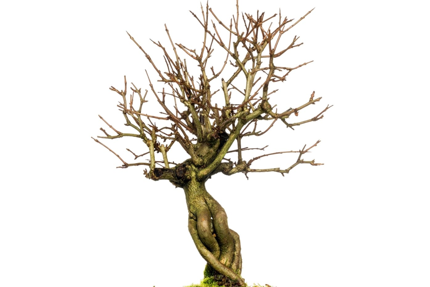 Bonsai verliert viele Blätter Ursachen und Lösungen