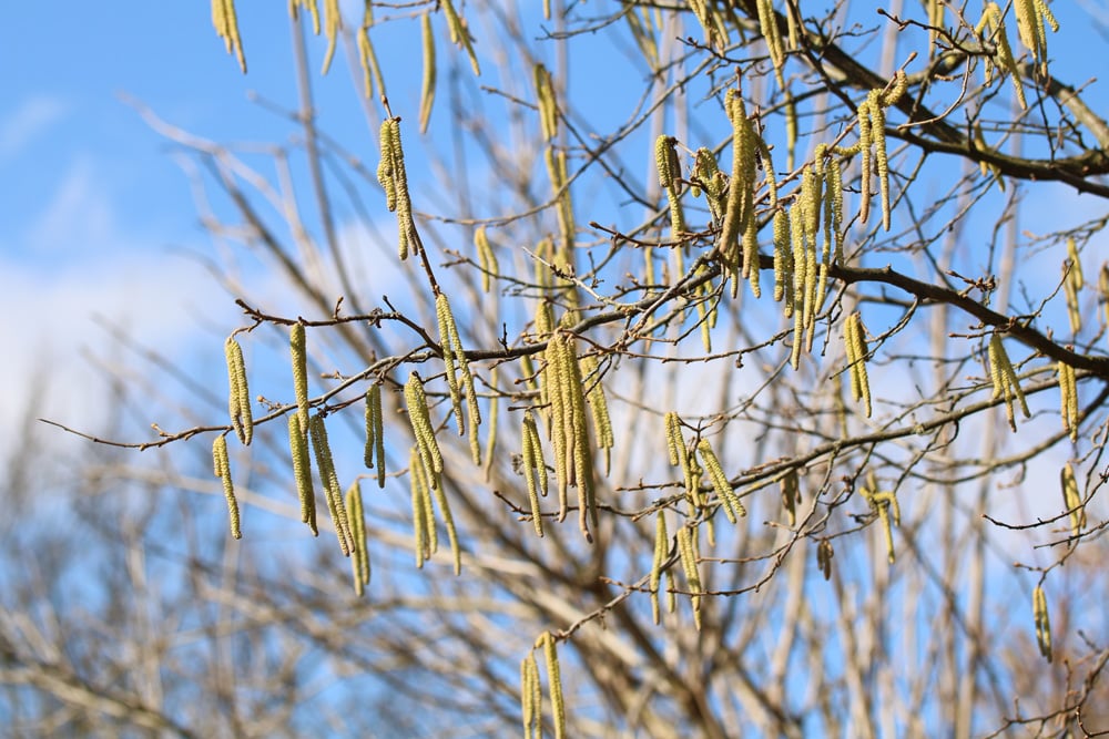 Haselnuss - Corylus avellana