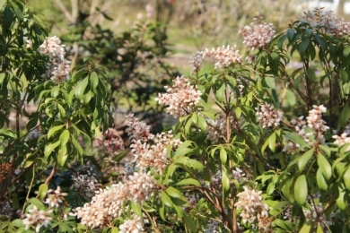 Immergrüne Sträucher - Japanische Lavendelheide (Pieris japonica)