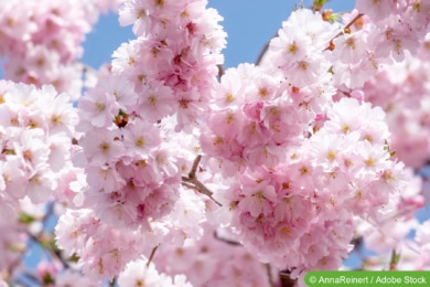 Japanische Zierkirsche (Prunus serrulata)