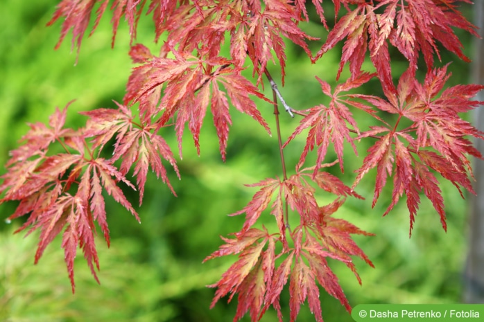 Japanischer Ahorn (Acer japonicum)