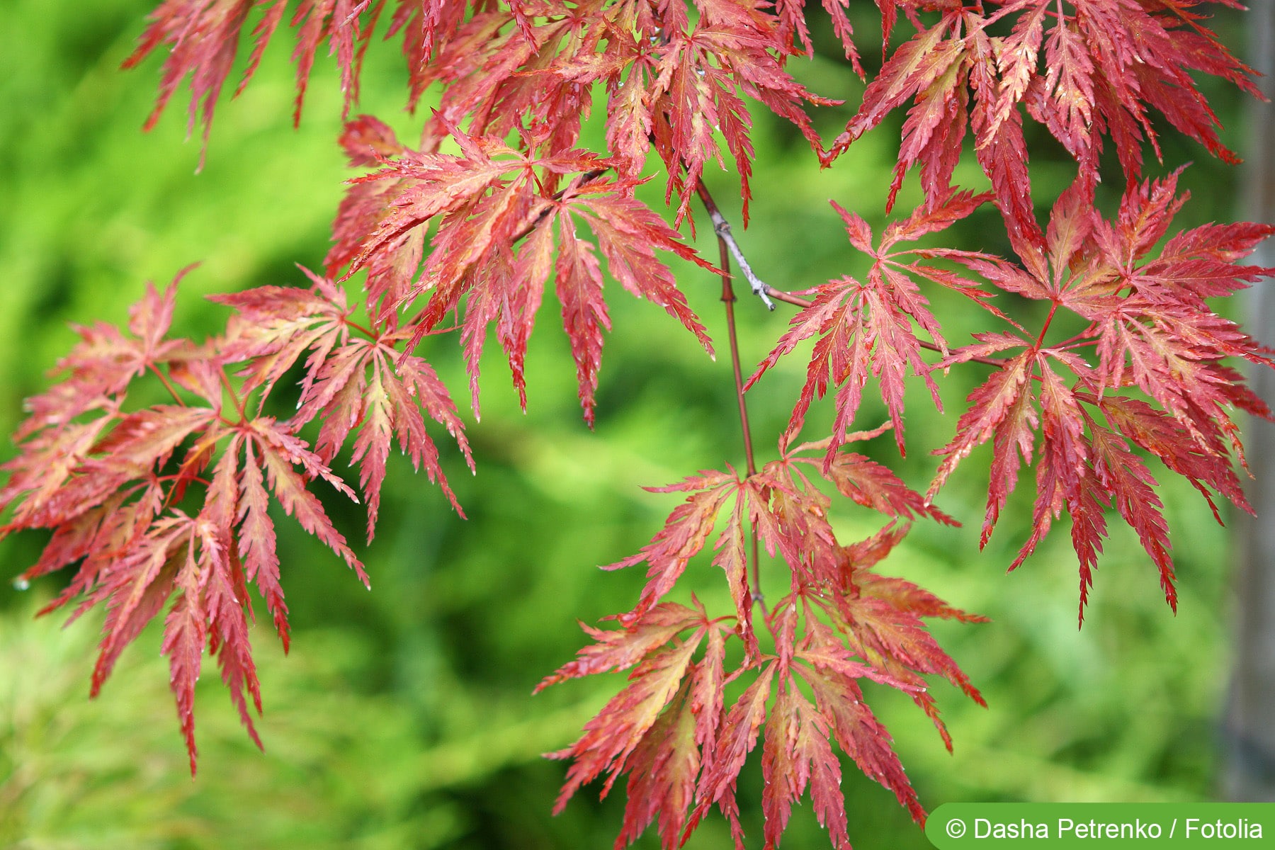 Japanischer Ahorn, Acer japonicum - Pflanzen und Schneiden - Hausgarten.net