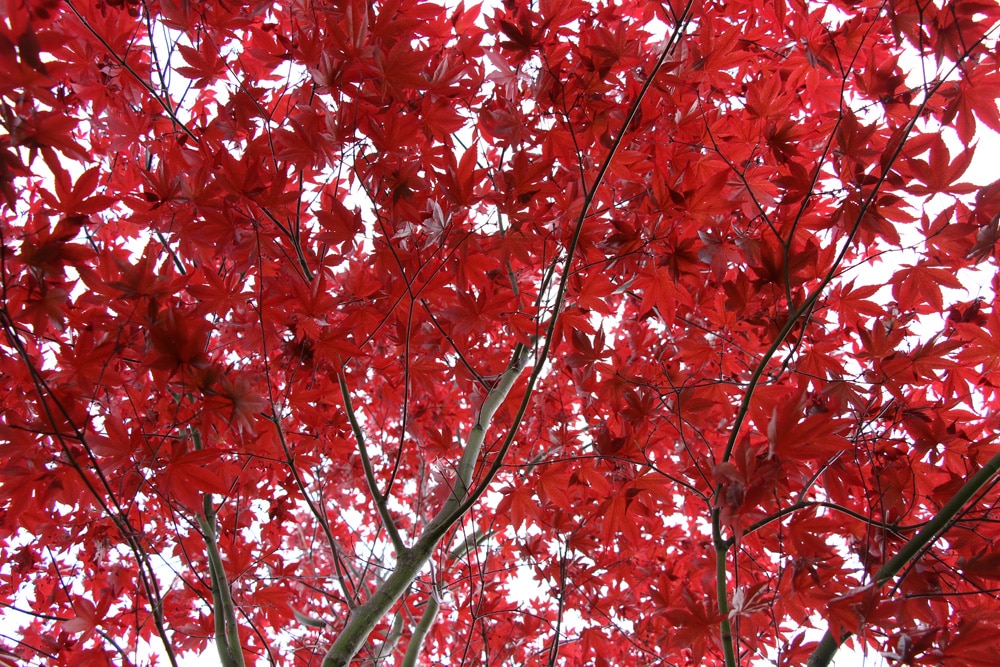 japanischer Fächerahorn - Aacer palmatum