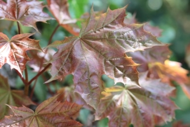 Spitzahorn (Acer platanoides)