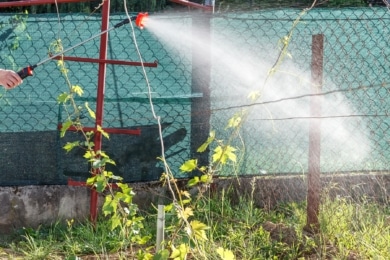 Spritzmittel im Weinbau - Weinreben besprühen