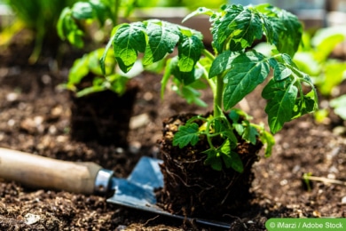 Junge Tomatenpflanze einpflanzen