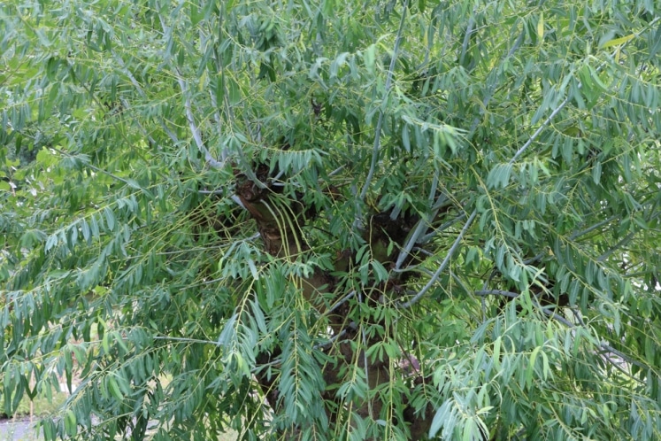 Götterbaum, Ailanthus altissima Steckbrief & Pflege im Garten