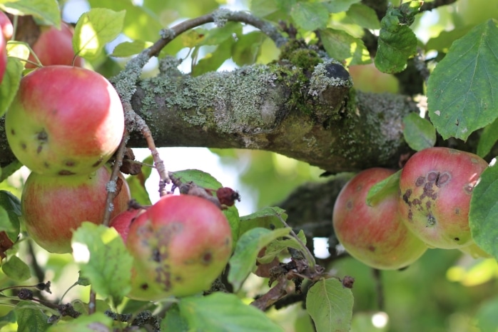 Obstbaumkrankheiten - Apfelschorf