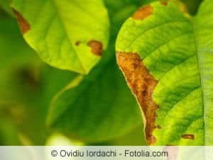 Braune Blätter und Blattspitzen können viele Ursachen haben