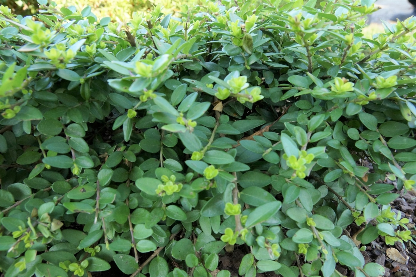 Immergrüne Heckenkirsche, Lonicera nitida PflegeTipps