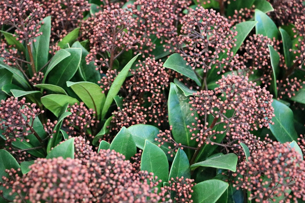 Immergrüner Schneeball - Viburnum tinus