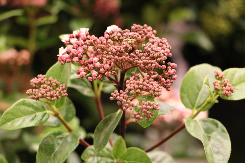 Immergrüner Schneeball - Viburnum tinus