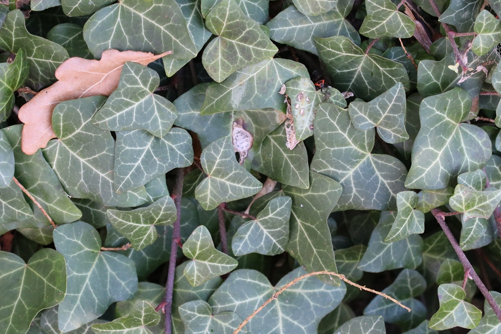 Diese 5 immergrnen Schlingpflanzen sind auch winterhart - Hausgarten.net
