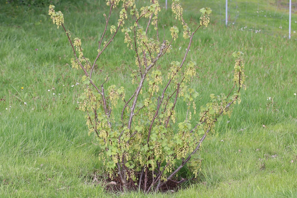 rote Johannisbeere - Ribes rubrum