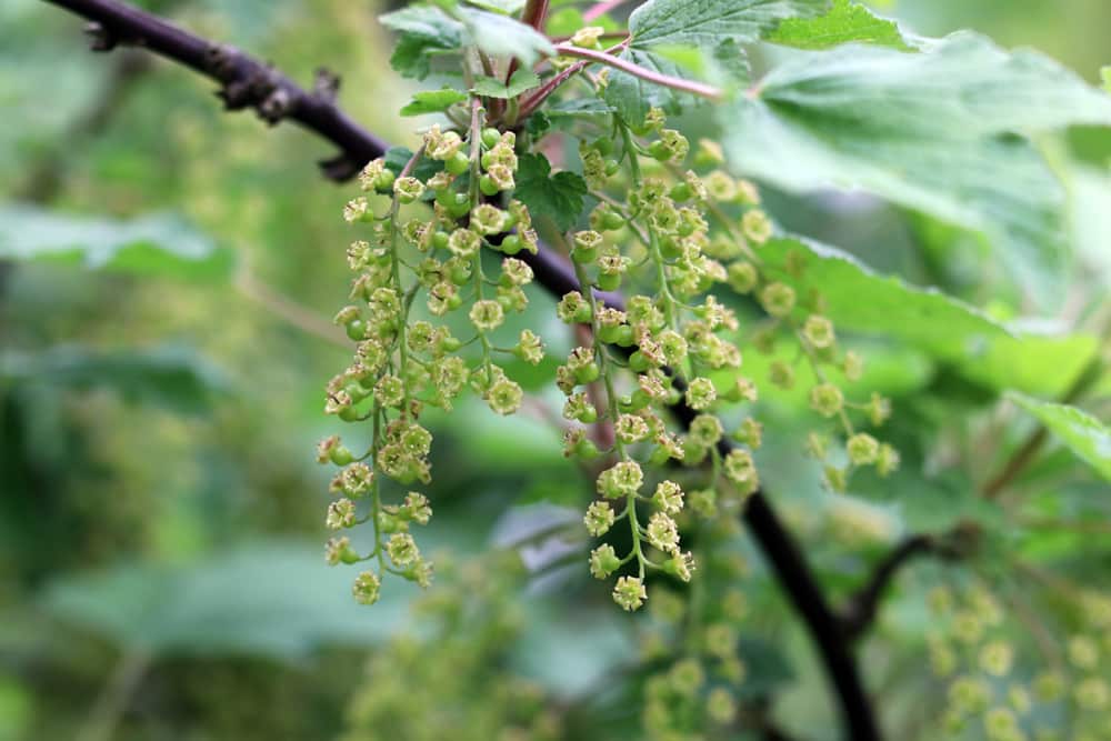 rote Johannisbeere - Ribes rubrum