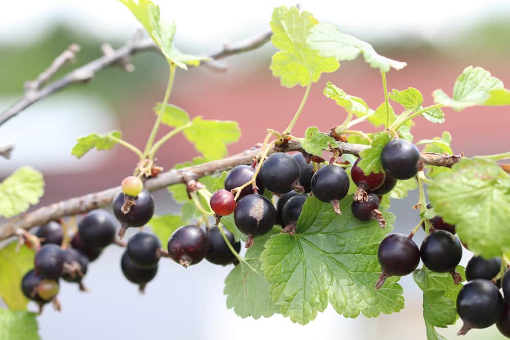 schwarze Johannisbeeren - Ribes nigrum