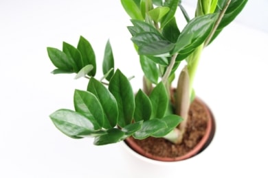 Zamie (Zamioculcas zamiifolia)