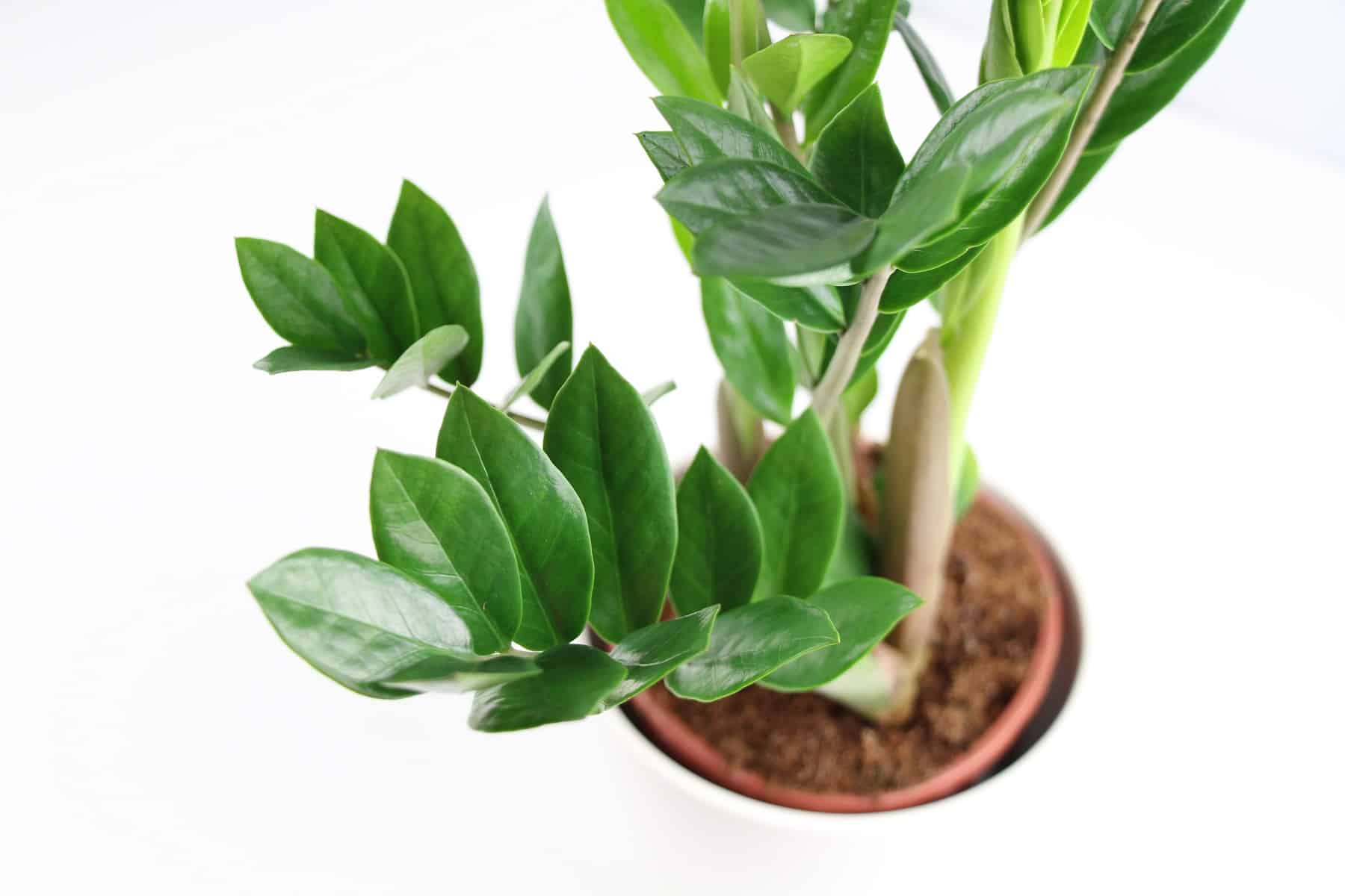 Zamioculcas zamiifolia, Zamiokulkas - Pflege-Anleitung - Hausgarten.net