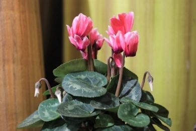 Alpenveilchen (Cyclamen)