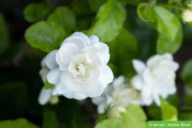 Arabischer Jasmin (Jasminum sambac)