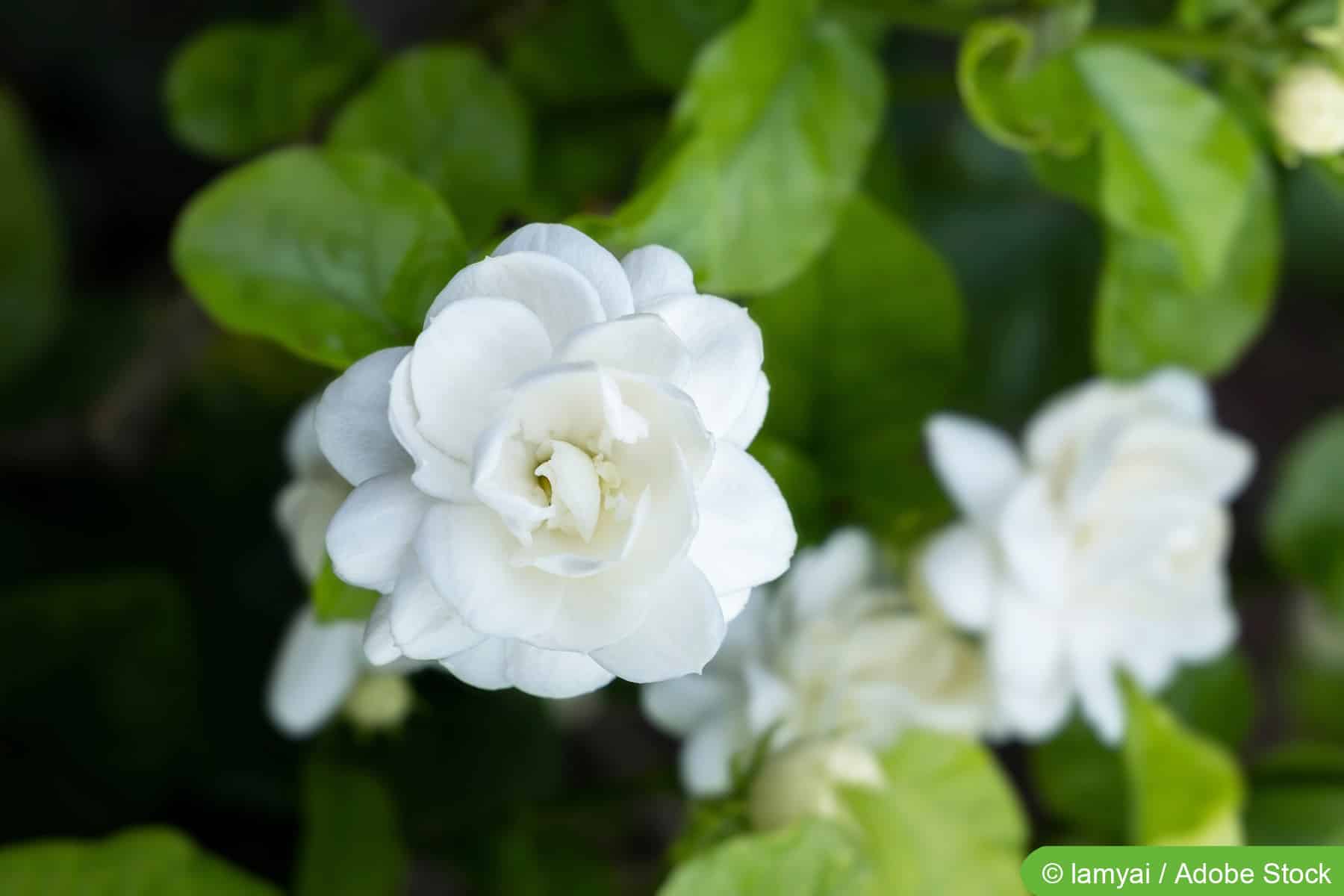 Arabischer Jasmin, Jasminum sambac - Pflege und berwintern - Hausgarten.net