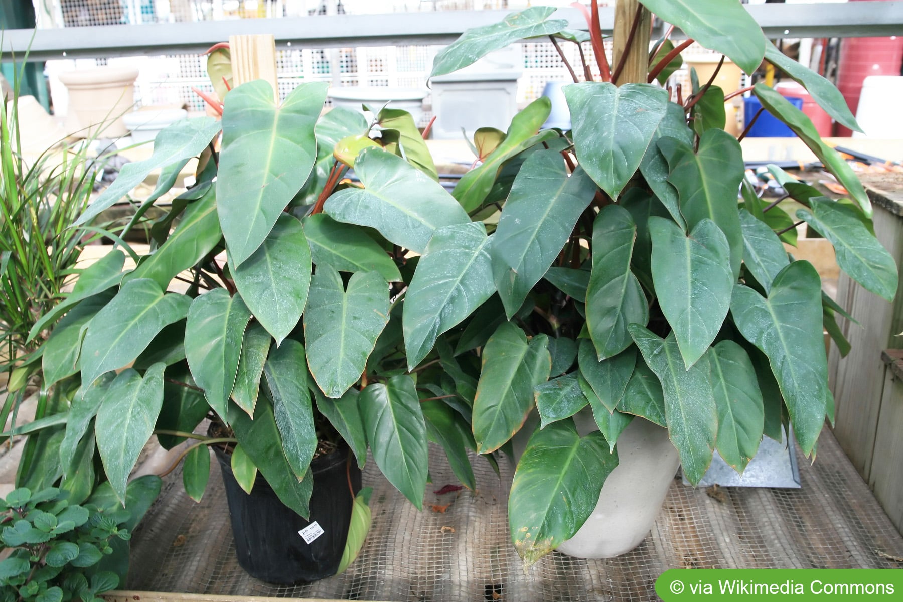 Baumlieb, Philodendron erubescens - Pflege - Hausgarten.net