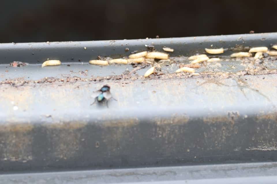 Maden Insect Maden im Biomüll und Mülleimer loswerden - Hausgarten.net