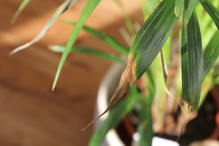 Goldfruchtpalme (Dypsis lutescens) mit braunen Spitzen