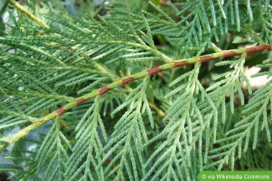 Leyland-Zypresse (Cupressus x leylandii)