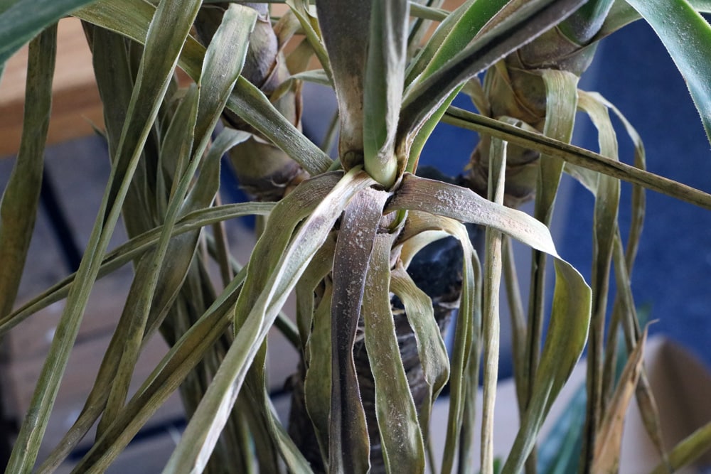 Palme mit gelben braunen Blättern