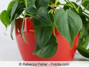 Philodendron (Baumfreund) hat große, dekorative Blätter