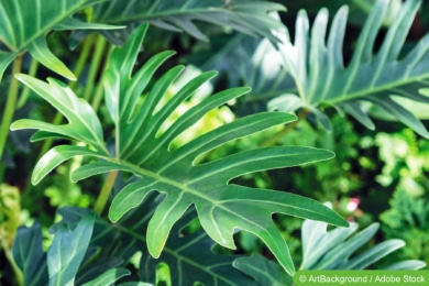 Philodendron xanadu