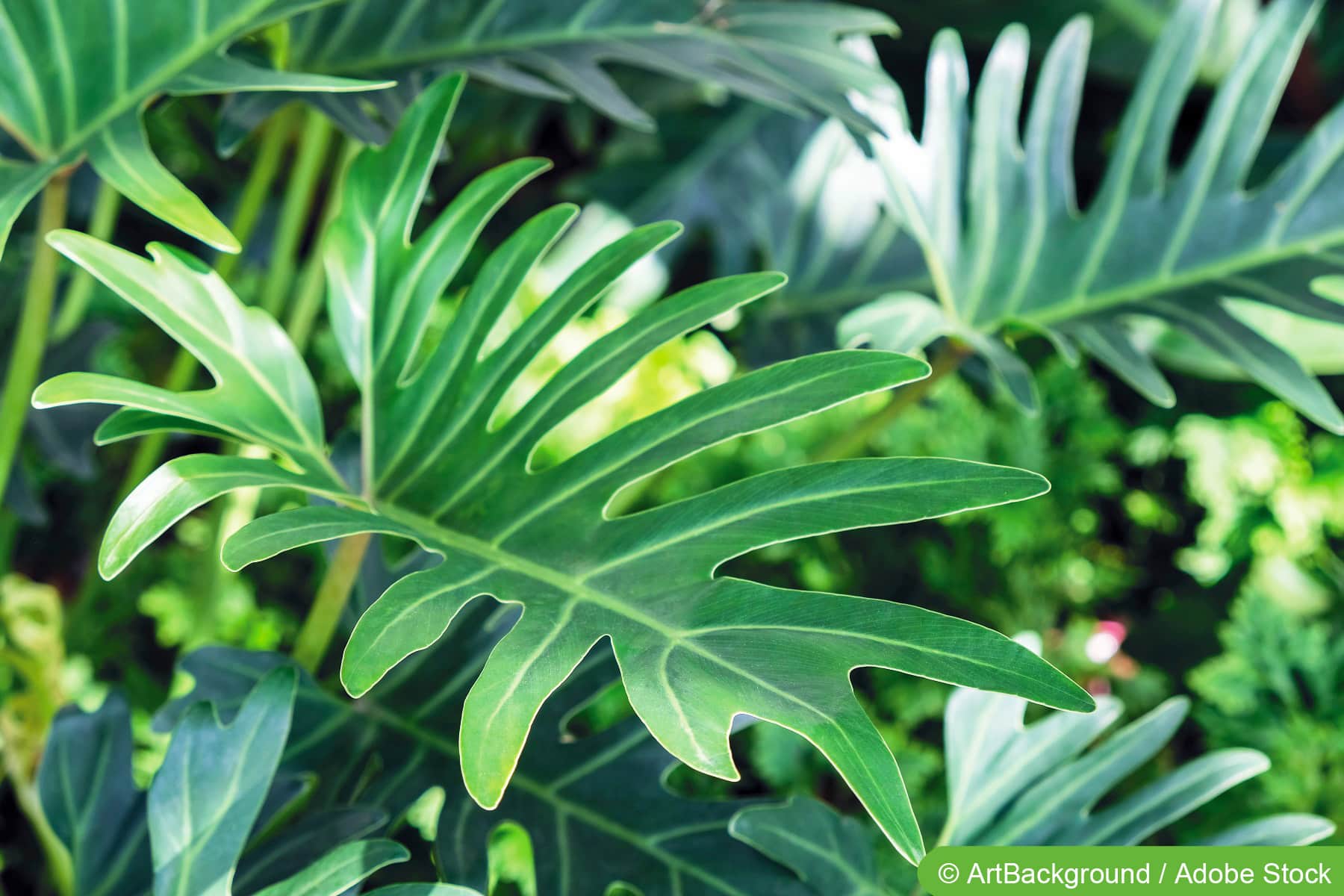 eucalyptus plant Silver Dollar 