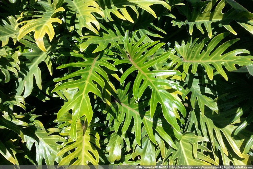 Philodendron Xanadu