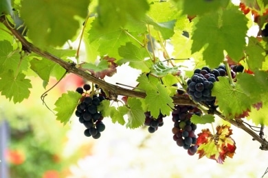 Weintrauben an der Rebe - Vitis