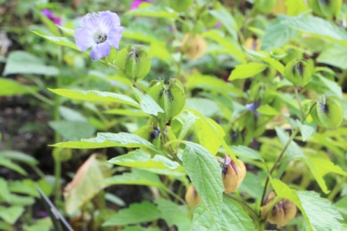 Andenbeere (Physalis peruviana)