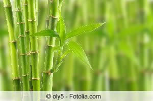 Bambus als Hecke