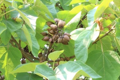 Blauglockenbaum (Paulownia tomentosa)