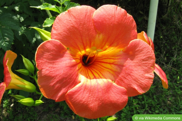 Chinesische Klettertrompete (Campsis grandiflora)