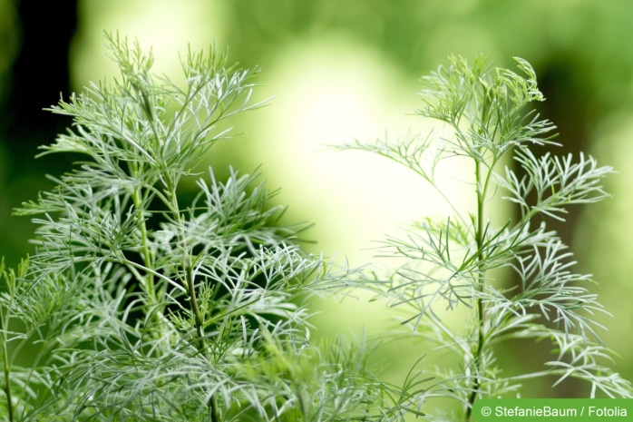 Eberraute (Artemisia abrotanum)