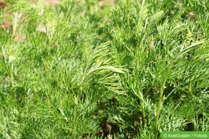 Eberraute (Artemisia abrotanum)