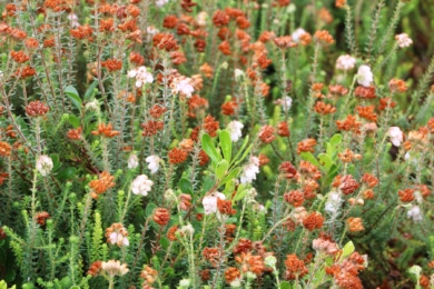 Glockenheide (Erica tetralix)