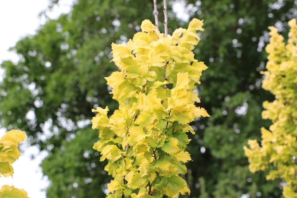 Goldulme - Ulmus carpinifolia 'Wredei'