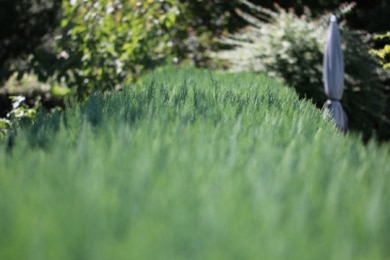 Grenzbepflanzung mit Thuja-Hecke