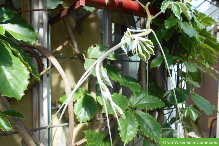 Kastanienwein (Tetrastigma voinierianum)