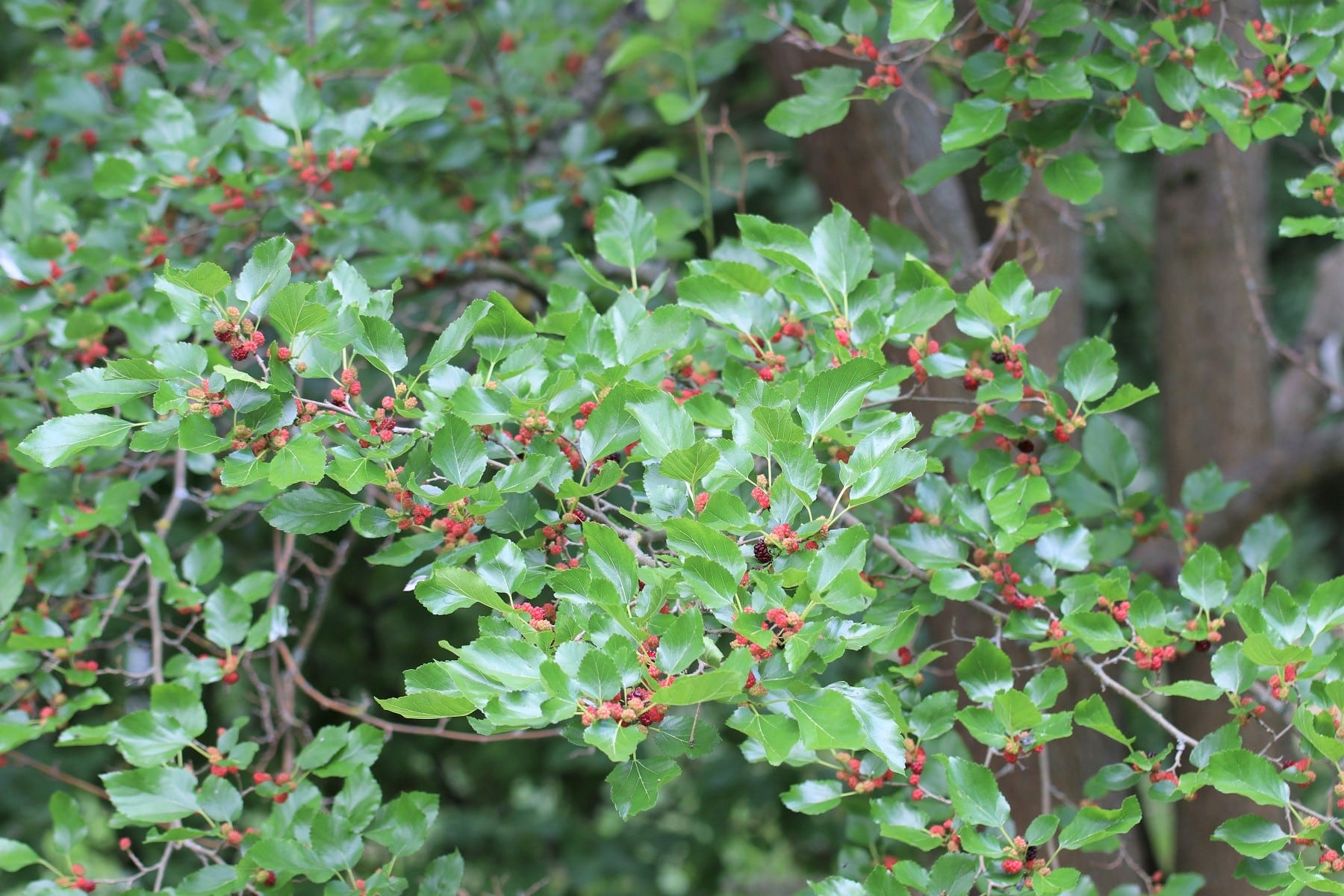 Weier und schwarzer Maulbeerbaum - Pflege - Hausgarten.net