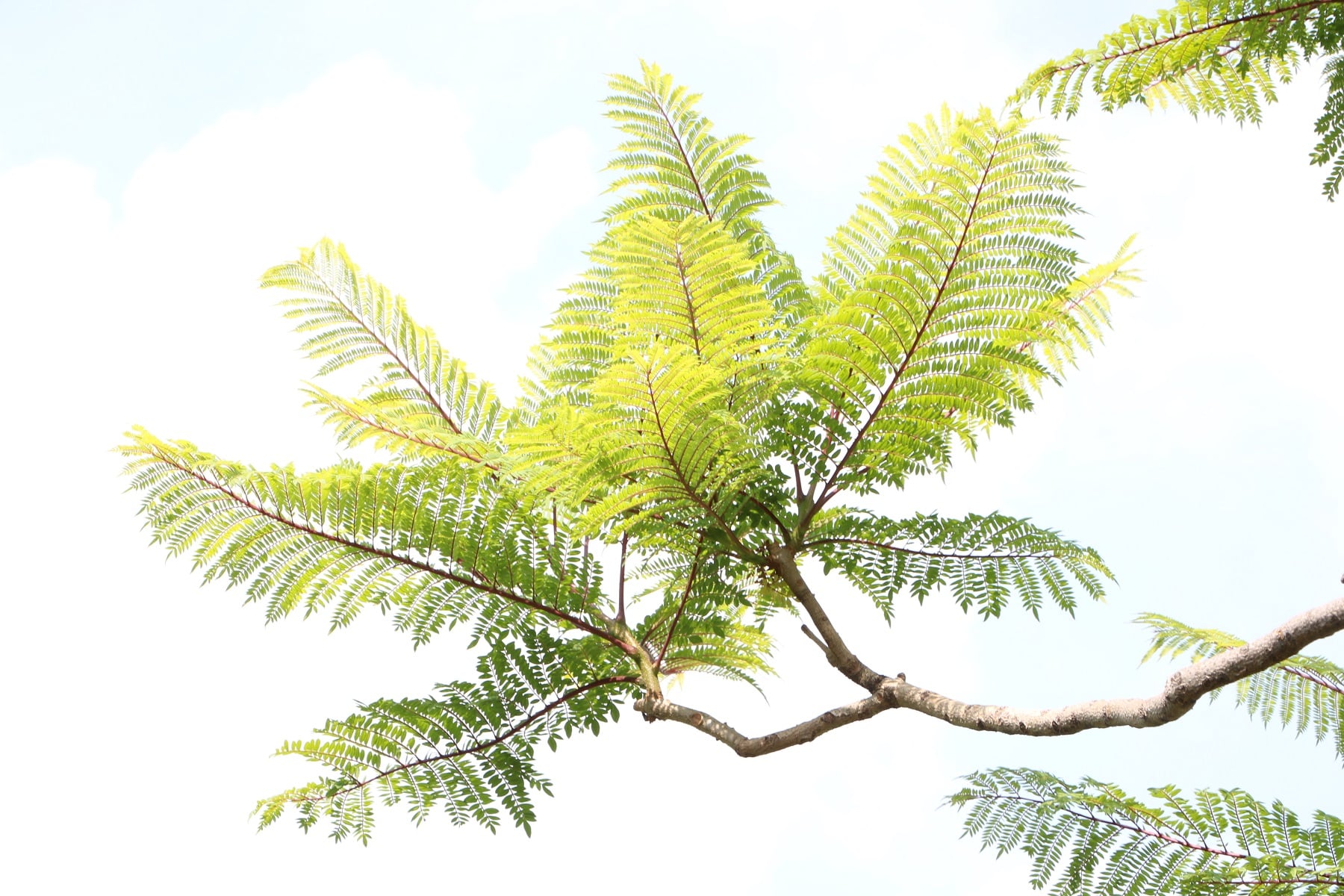 Palisanderholzbaum, Jacaranda-Baum - Pflege-Anleitung - Hausgarten.net