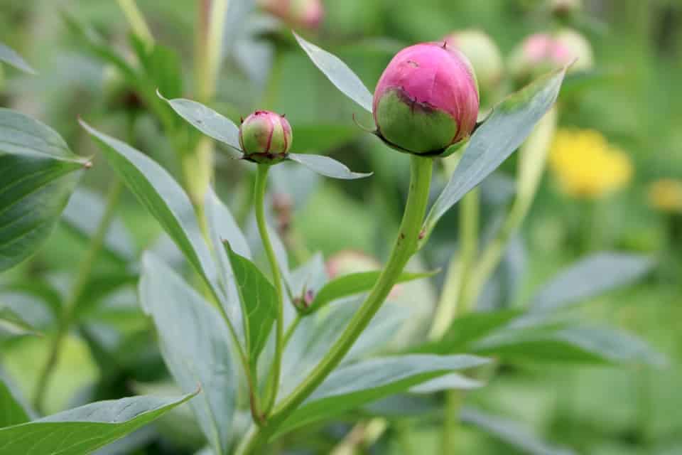 Strauchpfingstrose, Paeonia suffruticosa Pflege &Schneiden